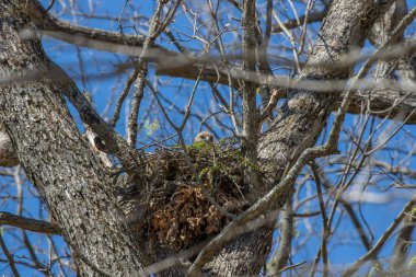 Kızıl Omuzlu Şahin (buteo lineatus) dişi yuvada