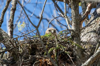 Kızıl Omuzlu Şahin (buteo lineatus) dişi yuvada