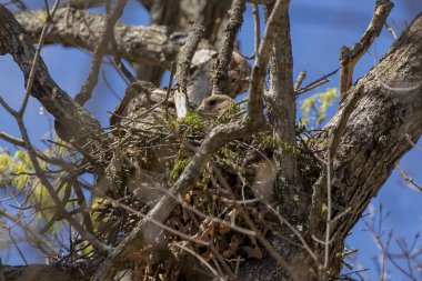 Kızıl Omuzlu Şahin (buteo lineatus) dişi yuvada
