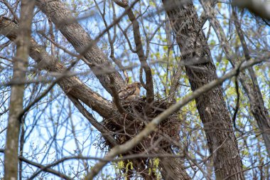 Kızıl Omuzlu Şahin (buteo lineatus) dişi yuvada