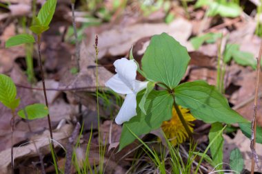 Beyaz trillium (Trillium grandiflorum), Kuzey Amerika 'nın doğusunda bulunan bir bitki.