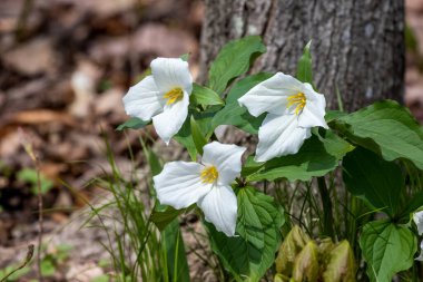 Beyaz trillium (Trillium grandiflorum), Kuzey Amerika 'nın doğusunda bulunan bir bitki.