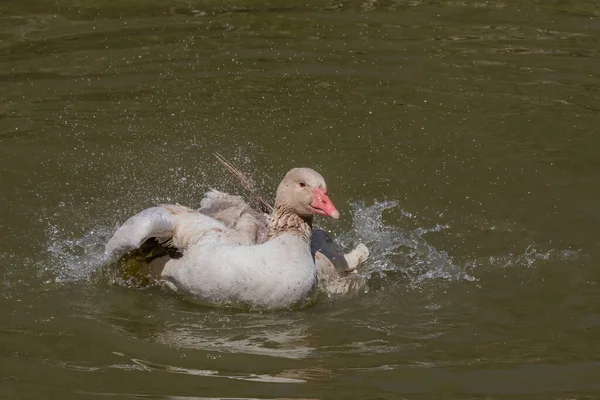 Amerikaanse Buff Ganzen Een Ras Van Binnenlandse Gans Afkomstig Uit — Stockfoto