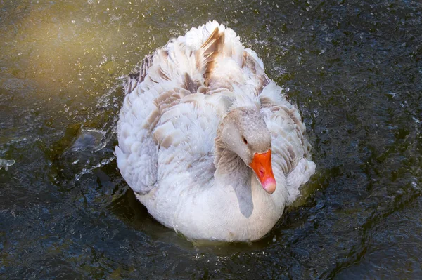 Amerikan Buff Goose Amerika Birleşik Devletleri Özgü Bir Evcil Kaz — Stok fotoğraf