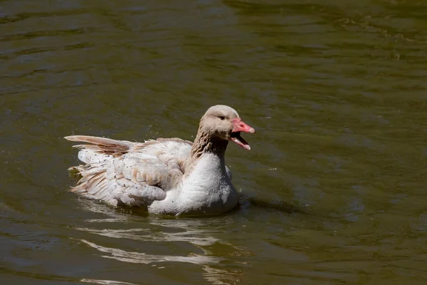 Amerikaanse Buff Ganzen Een Ras Van Binnenlandse Gans Afkomstig Uit — Stockfoto