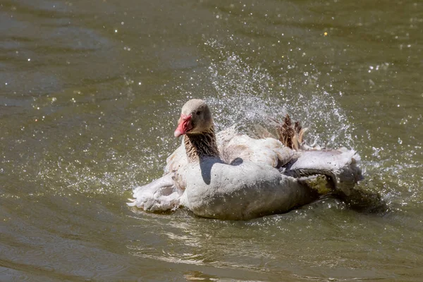 Amerikan Buff Goose Amerika Birleşik Devletleri Özgü Bir Evcil Kaz — Stok fotoğraf