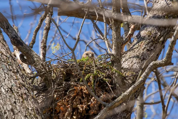 Рыжеплечий Ястреб Buteo Lineatus Самка Гнезде — стоковое фото