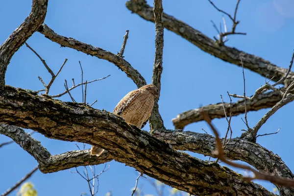 Kızıl omuzlu Şahin (buteo lineatus), erkek yuvaya yiyecek getirir..