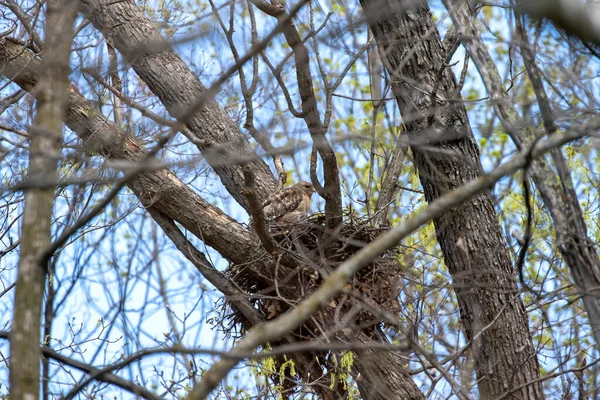 Kızıl Omuzlu Şahin (buteo lineatus) dişi yuvada