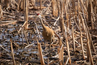 Kum tepesi vinci (Antigone canadensis) yuvanın yanında yuva yaparken Wisconsin 'den gelen doğal manzara