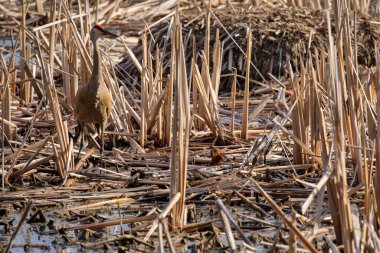 Kum tepesi vinci (Antigone canadensis) yuvanın yanında yuva yaparken Wisconsin 'den gelen doğal manzara