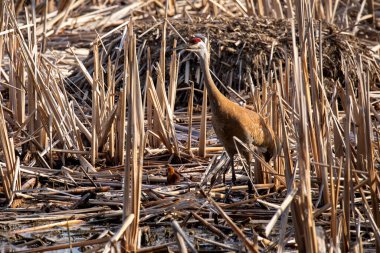 Kum tepesi vinci (Antigone canadensis) yuvanın yanında yuva yaparken Wisconsin 'den gelen doğal manzara