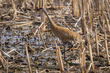 Kum tepesi vinci (Antigone canadensis) yuvanın yanında yuva yaparken Wisconsin 'den gelen doğal manzara