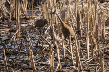 Kum tepesi vinci (Antigone canadensis) yuvanın yanında yuva yaparken Wisconsin 'den gelen doğal manzara