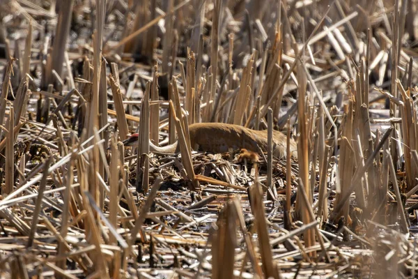 Der Sandhügelkran Antigone Canadensis Der Nähe Des Nestes Natürliche Szene — Stockfoto