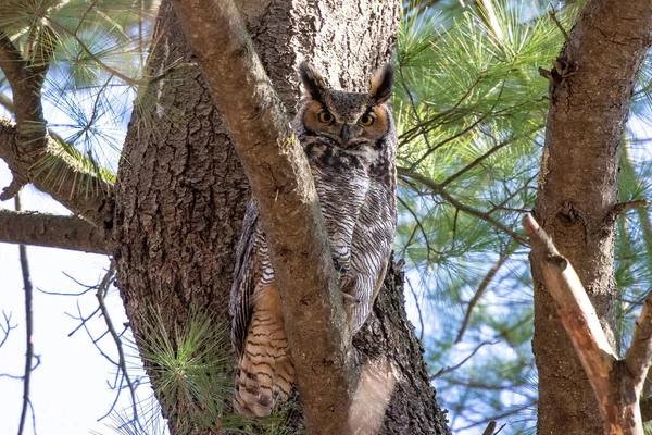 巨大的角猫头鹰藏在树冠里 — 图库照片