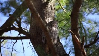 Büyük boynuzlu baykuş bir ağacın taçlarında saklı..