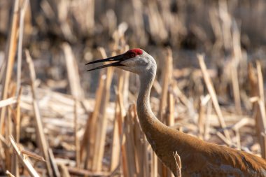 Kum tepesi vinci (Antigone canadensis) yuvanın yanında yuva yaparken Wisconsin 'den gelen doğal manzara