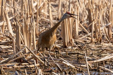 Kum tepesi vinci (Antigone canadensis) yuvanın yanında yuva yaparken Wisconsin 'den gelen doğal manzara