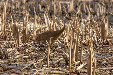 Kum tepesi vinci (Antigone canadensis) yuvanın yanında yuva yaparken Wisconsin 'den gelen doğal manzara