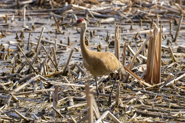 Grúa Arenisca Antigone Canadensis Cerca Del Nido Escena Natural Wisconsin — Foto de Stock