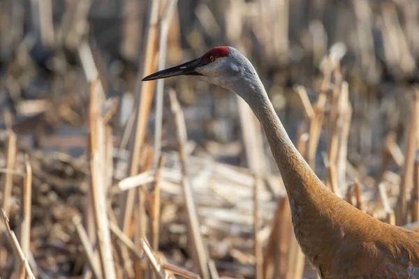 Grúa Arenisca Antigone Canadensis Cerca Del Nido Escena Natural Wisconsin — Foto de Stock