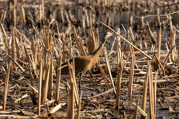 Grúa Arenisca Antigone Canadensis Cerca Del Nido Escena Natural Wisconsin — Foto de Stock