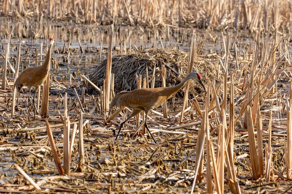 Pískovcový Jeřáb Antigone Canadensis Blízkosti Hnízda Přírodní Scenérie Wisconsinu Během — Stock fotografie