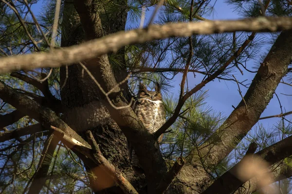 木の冠に隠された大きな角のついたフクロウ — ストック写真