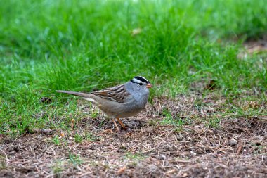 Beyaz Taç Serçesi (Zonotrichia leucophrys), Kuzey Amerika 'da yaşayan bir kuş türüdür..