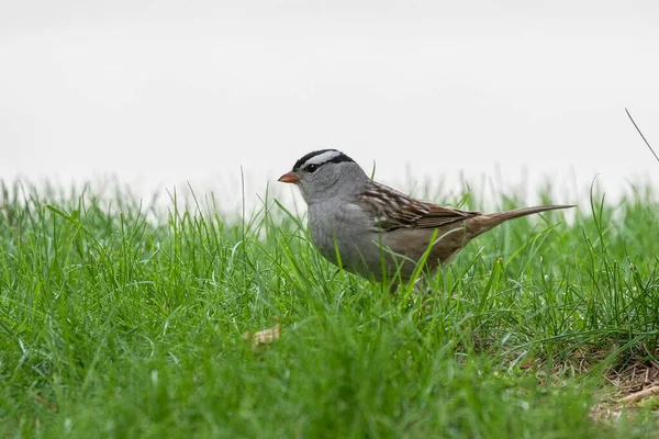 Der Weißkopfsperling Zonotrichia Leucophrys Ist Eine Vogelart Die Nordamerika Heimisch — Stockfoto