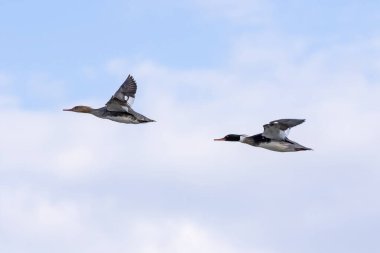 Kırmızı göğüslü merganser (Mergus serrator), Drake ve tavuk uçuyor.