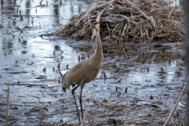 Kum tepesi vinci (Antigone canadensis) yuvanın yanında yuva yaparken Wisconsin 'den gelen doğal manzara