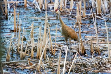 Kum tepesi vinci (Antigone canadensis) yuvanın yanında yuva yaparken Wisconsin 'den gelen doğal manzara