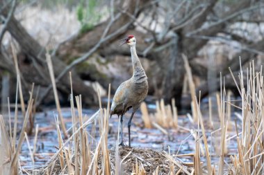 Kum tepesi vinci (Antigone canadensis) yuvanın yanında yuva yaparken Wisconsin 'den gelen doğal manzara