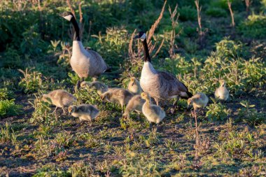 Canada geese ( Branta canadensis)  with goslings. Natural scene from shore of lake Michigan.