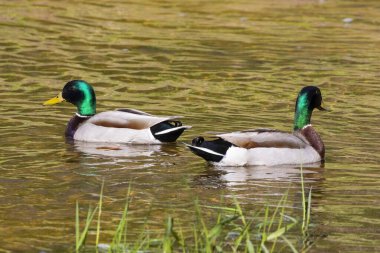 The mallards (Anas platyrhynchos). Drake in the river.