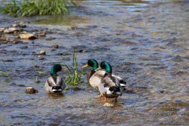 The mallards (Anas platyrhynchos). Drake in the river.