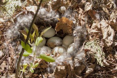 The mallard duck nest with eggs