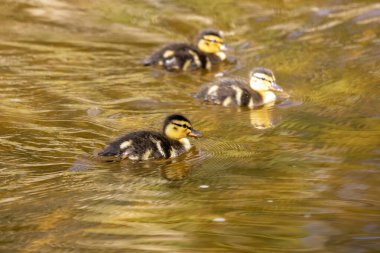 Mallard hen, wild duck and ducklings