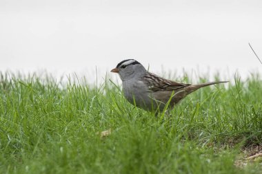 Beyaz Taç Serçesi (Zonotrichia leucophrys), Kuzey Amerika 'da yaşayan bir kuş türüdür..