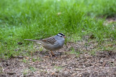 Beyaz Taç Serçesi (Zonotrichia leucophrys), Kuzey Amerika 'da yaşayan bir kuş türüdür..