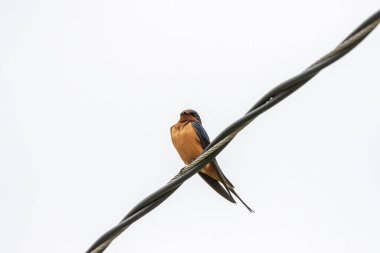 The Barn Swallow ( Hirundo rustica), male sitting on a wire