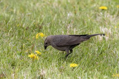 The brown-headed cowbird (Molothrus ater) is Brood parasitic bird, that rely on others to raise their young clipart
