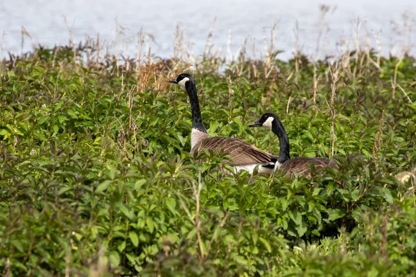 Gansos Canadá Branta Canadensis Con Eslingas Escena Natural Desde Orilla —  Fotos de Stock