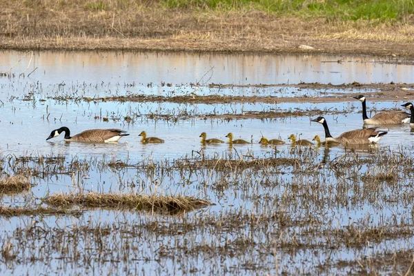 Χήνες Του Καναδά Branta Canadensis Βράγχια Φυσική Σκηνή Από Την — Φωτογραφία Αρχείου