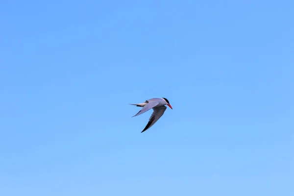 Common Tern Sterna Hirundo Flight — Stok fotoğraf
