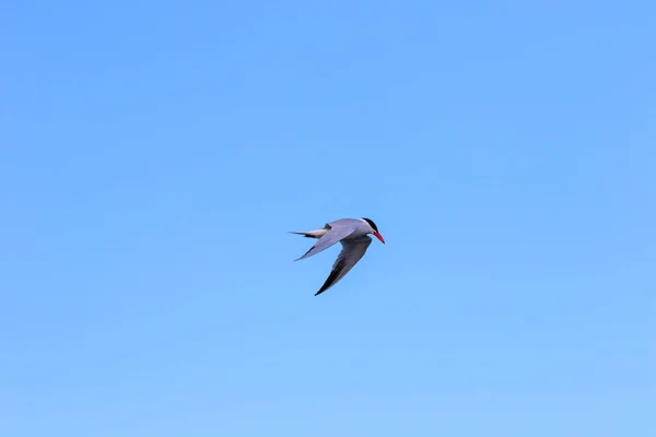 Κοινό Πτερύγιο Sterna Hirundo Κατά Την Πτήση — Φωτογραφία Αρχείου