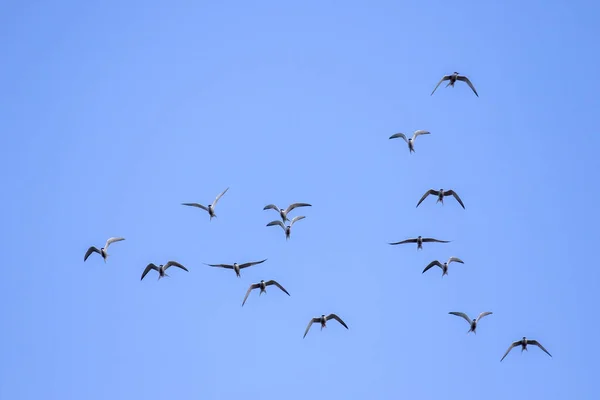 Stado Rybitwy Zwyczajnej Sterna Hirundo — Zdjęcie stockowe