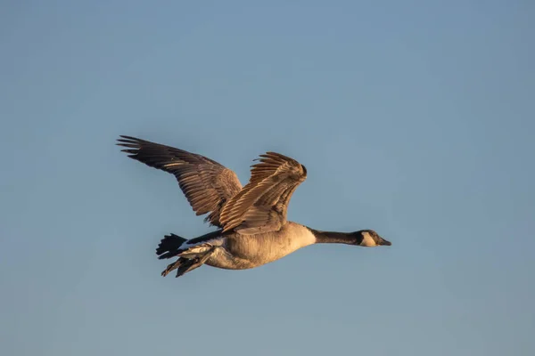 Ganso Canadá Branta Canadensis Voo — Fotografia de Stock